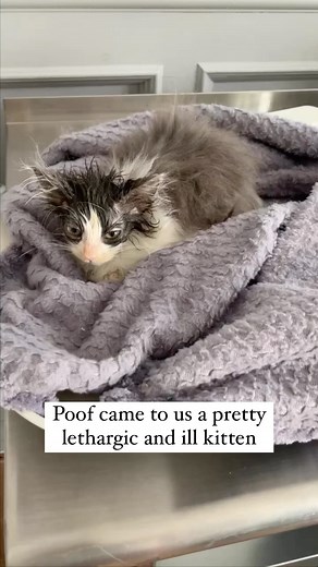Poof update! It’s been almost 10 days since Poof underwent emergency surgery. For the first week, we were all kind of holding our breath, feeling nervous, but cautiously optimistic. It was a very serious surgery for a kitten that weighed just over a pound. But as time has passed, and Poof has steadily improved we are now feeling like it’s time to recognize the life that was saved. And, to profusely thank our supporters who enabled this surgery! With a standing ovation THANK YOU to @bowtievetguy 