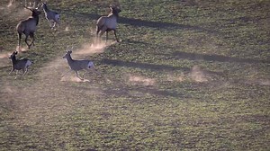 A mule deer runs toward a cow elk but changes its mind. | Wildlife throughhopeseyes.