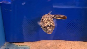 41K views · 202 reactions | MBU Puffers Mega demand for these guys....be seriously quick...they have taken us over 9 months to get in and we won't be getting any more once these have gone! You snooze you loose with these guys!! VERY LIMITED NUMBERS!!! PM for details there are several sizes  | Pier Aquatics | Facebook