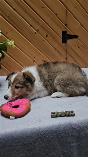 Shetland Sheepdog - Sheltie puppy for sale