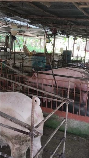 How to Make Your Pigs Gain Weight Faster Naturally” #PigFeed #WeightGain #FarmLife