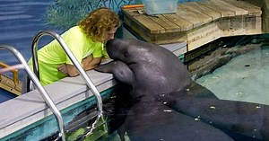 10 Fascinating Facts About Snooty, the World's Oldest Manatee