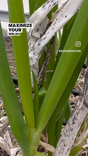 1.3K views · 11 reactions | Maximize Spring onion harvest #ecogarden #permaculture #permaculturedesign #permaculturegarden #naturalgarden #naturalgardening #gardenseeds #vegetableseeds #foodgarden#growyourfood#homegardening#growfood#plantsofinstagram#alaskaseeds#alaskagardening#alaskagarden#growwhatyoueat#notillgardening#palmeralaska#anchorage#wasillaalaska#alaskagrown | Seeds and Soil Farm, Alaska's Seed Company | Facebook