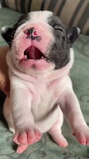 pug dog 🐶 first time in my house 🏡 cutest dog ever 😍