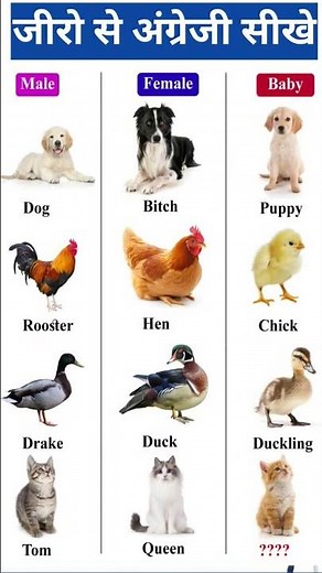 Animals and their family in English #english #englishlanguage #vocabulary #viral #trending #shorts