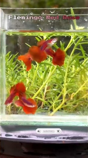 #Beautiful Guppy Fish Collection 😍 | Rare & Colorful Guppies