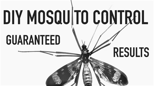 The secret to a mosquito-free yard revealed