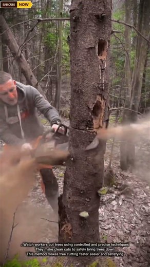 Cut Trees Faster With This Smart and Powerful Technique!