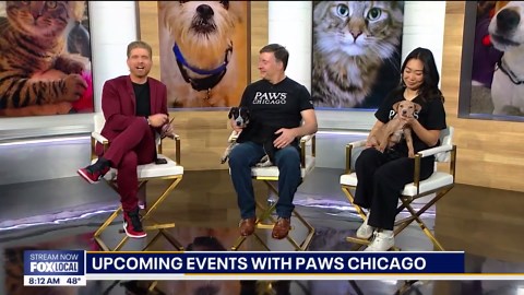 PAWS Chicago has a full lineup of adoption events