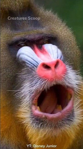 Mandrill : Nature's Most Colorful Primates and the Largest Monkey on Earth