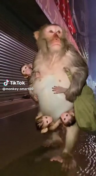 #monkeysad #viralvideo #women