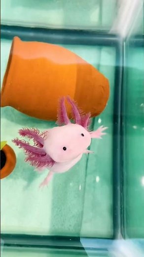 The Animal That Never Grows Up | The Magic of the Axolotl