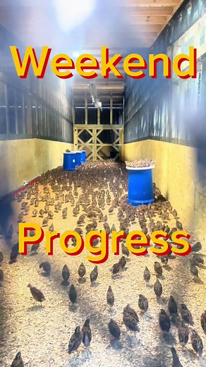 Bailey Quail Farms Inc on TikTok