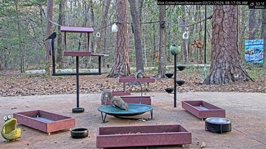 CritterVision Critter Cam: 24/7 Live Critter, Nature and Wildlife-Viewing Cam! Raccoons opossums foxes armadillos squirrels deer & more!