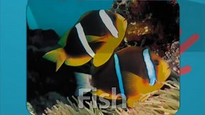 16 Baby Noah: Animal Expedition 2009 DVD (Grow with Me Version) (Speed Up 4x)