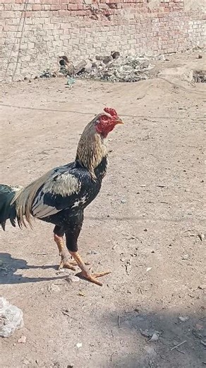 white black mixture color java murga #javamurga #jawamurga #whitejawa #viral #aseelmurga