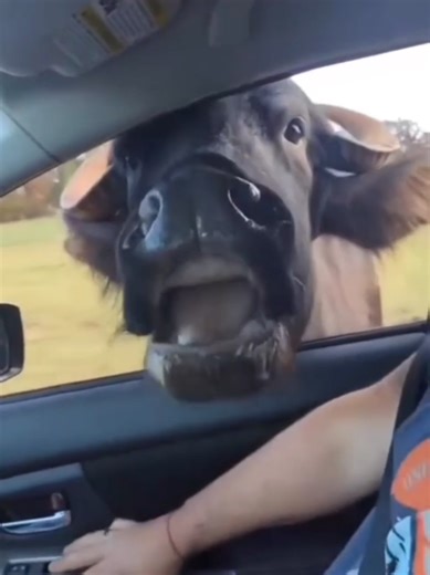 Cows Doing Hilarious Things