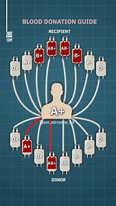 NASA 9.8 | We re-created this animation to clearly show how blood type compatibility works. The chart highlights who can donate to whom, and who can... | Instagram