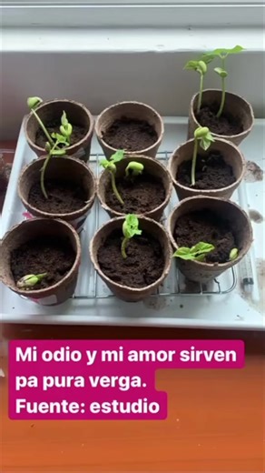 EXPERIMENTO DEL ODIO Y EL AMOR | Infatuation Vs Love