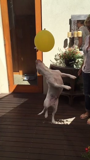 Dog vs Balloons: Funny Furbaby Confrontation