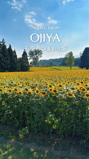 Discover the Stunning Sky Sunflower Field in Niigata