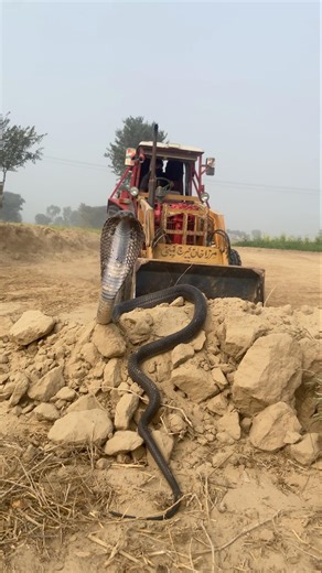 The tractor driver was loading soil when a venomous snake sat ahead with its hood spread wide.