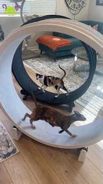 Two Cats, Two Wheels, Endless Zoomies! Gen 7 vs Gen 5 Review 🐱⚡ #cats