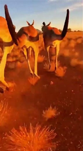 Australian Kangaroo Mob Outback Dawn Run POV