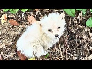 Starving stray puppy with skin disease cried out in fear in the woods until this happened