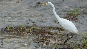 Close-up of Eastern Great Egret (Ardea alba modesta) Bird Walking Hunting in Wetlands of Kakadu National Park, Australia