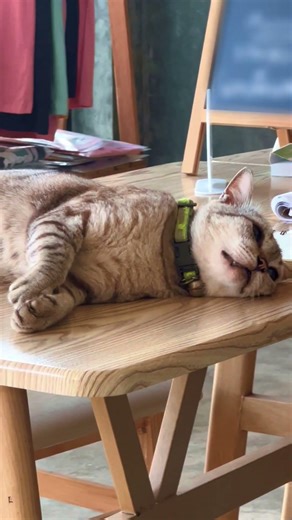 เจ้าของที่พักเป็นแมว ?? #ก่อการร่อนเร่ #เที่ยวแพร่ #ที่พักแพร่ #แพร่ #แมว