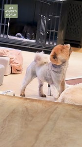 248K views · 21K reactions | Your Monday moment of Zen. Little Bear was howling!   | Lee Asher's World | Facebook