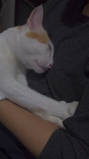cat making bread out of arms and hands #cats