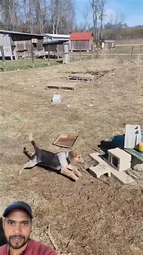 Starting pen for rabbit hounds#hunting#howtotrackarabbit#puppy #doglife #trending #shorts