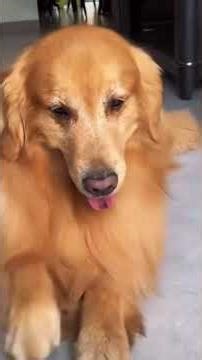 Dog and Owner #trending #funny #shortsfeed