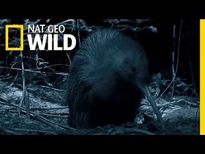 The Kiwi - New Zealand's Most Famous Bird