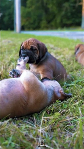 Who’s The Bravest Pup Here?