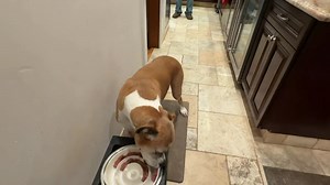 Good Saturday Valentine’s Day Morning 2/14/26!! OMD!! MY Mom is hoping for a no contractor day at our house today!! I think we all need a break!! Today MY humans are going to the little Mexican cantina for a late lunch!! Everyone have a GREAT Saturday!! | Brewster