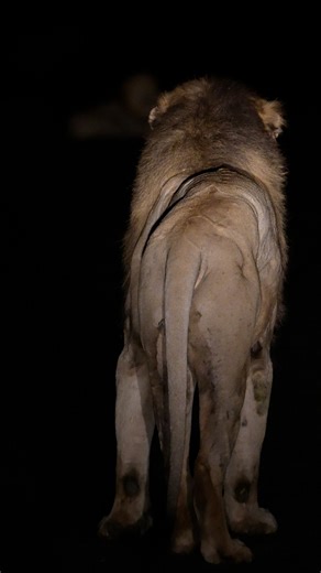 It's incredible when you follow lion kings into the darkness of the night in Africa. What an experience 🤩🦁 #lions #nightsafari #naturereels #safarimoments | All Out Safaris