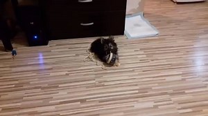 3.9K views · 367 reactions | Pomeranian dog, 3 months old | BuzzSharer Pomeranians | Facebook