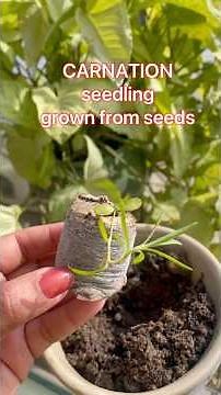 Do CARNATIONS grow from seeds? Seedlings that have germinated from seeds! #gardeningtips