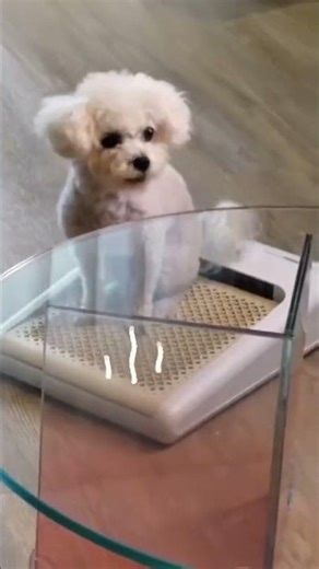 Multifunctional Electric Foot Warmer & Sock Dryer