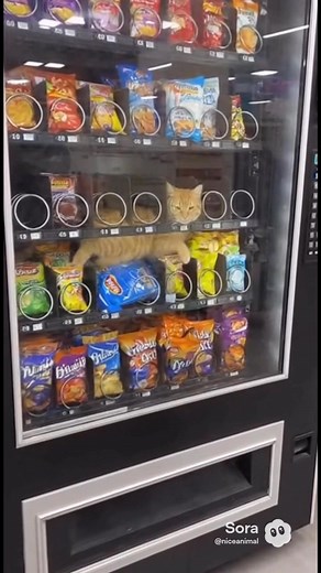 Cat Stuck in Vending Machine 😂🐱 #VendingMachineCat #CaughtIn4K #SnackThief #CatComedy #FunnyPets #CatMeme #UnexpectedMoment #HowIsThatPossible #AnimalHumor #PetFails #ComedyVideo #SnackAddict #CatLife #LOL #FunnyAnimalVideos | Nice Animal Comedy