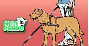 Qué es un perro guía (de asistencia) y cómo ayuda a personas con enfermedades o discapacidad