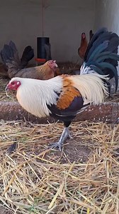 Reproducion y crianza | Gallero Del Pueblo Marin