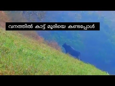 ഇടുക്കി വനത്തിലെ ഒറ്റയാൻ കാട്ട് മൂരി | wild cows in Idukki | #idukkiworld #wildlife