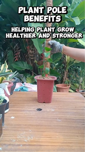 4.6K views · 33 reactions | Plant Pole Benefits/Healthier Growth & Larger Leaves/Plantcare Mamalyn's Garden #diy #cocopole #plantpole #climbing #plants #Benefits #healthierleaves #largerleaves #homegardening #HappyPlanting #plantparent #plantitaph #plantmom | Mamalyn's Garden | Facebook