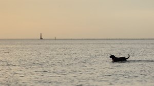 Dog friendly beaches in Michigan - Firefly Pet Photography - SE Michigan