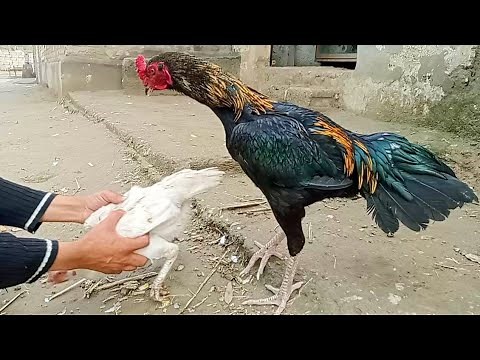 Aseel Murga Murgi Breeding Pair Hen and Rooster | Asil Chickens Breeding Time | How do chickens meet