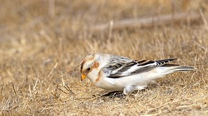 Nature's little treasure 🌾✨ A Snow Bunting blending perfectly with the golden hues of winter. Beauty in the small moments. 📸 . . . . . . . . . #SnowBunting #NaturePhotography #WinterWonders #wildlife #wildanimals #wildlifephotography #wildlifeplanet #naturelovers #nature #naturephotography #birdlife #birdsofinstagram #birds #birdswatching #birdwatching #photo #photography #bayarea #california #sunset #sunrise #sunsetphotography #sunrisephotography #canon #Sony #Amen | Thy Pygmy Owl Tour